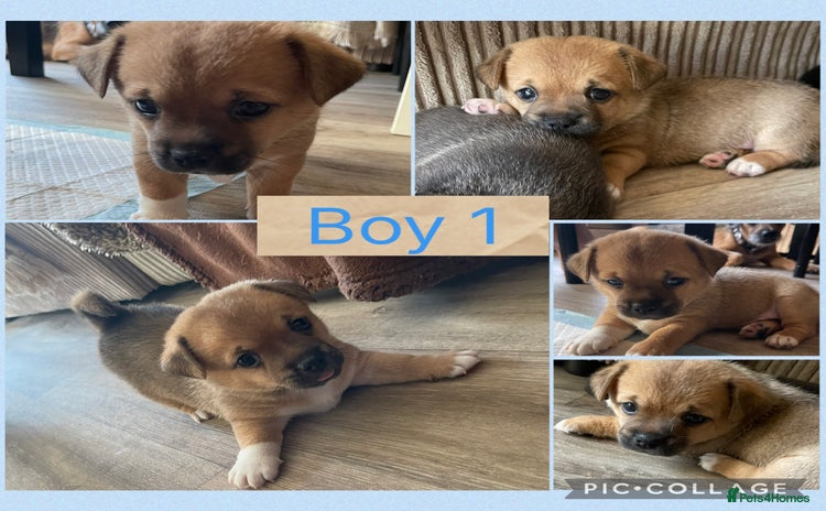 Mixed Breed dogs - Advert 1