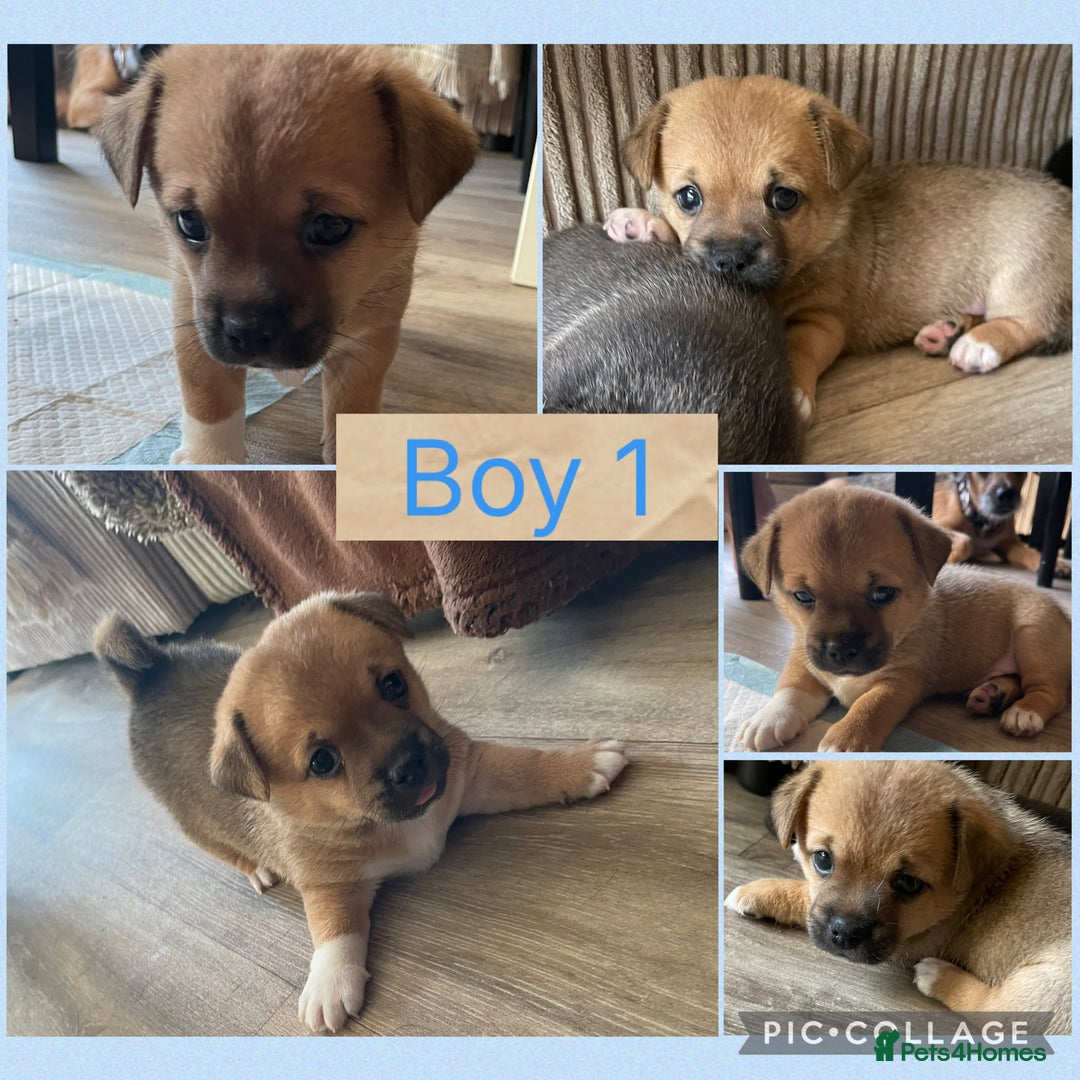 Mixed Breed dogs for sale: 🐶 Beautiful Jack x Chihuahua puppy’s 🐶 - Image 1