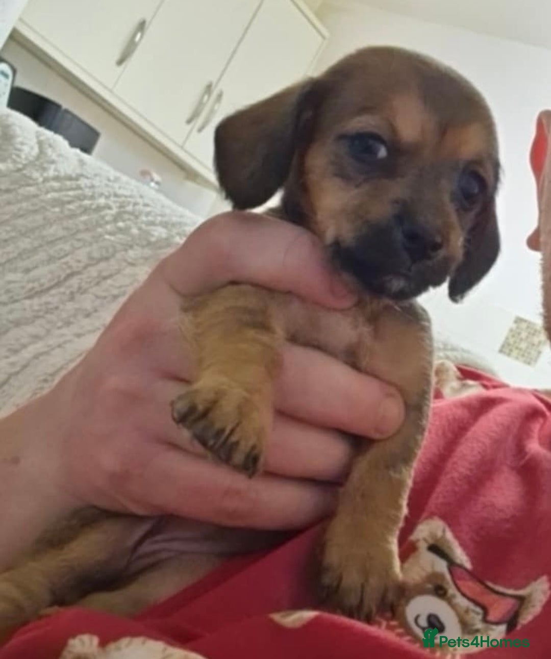 Mixed Breed dogs for sale: 6 Beautiful Daxichons - Advert 5