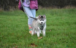 Pomsky dogs for sale: Perfect blue eyed F3 male Pomsky puppy - Advert 9