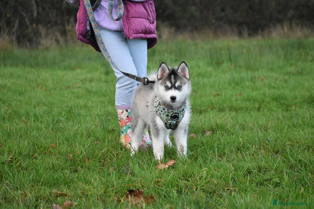 Pomsky dogs for sale: Perfect blue eyed F3 male Pomsky puppy - Advert 9