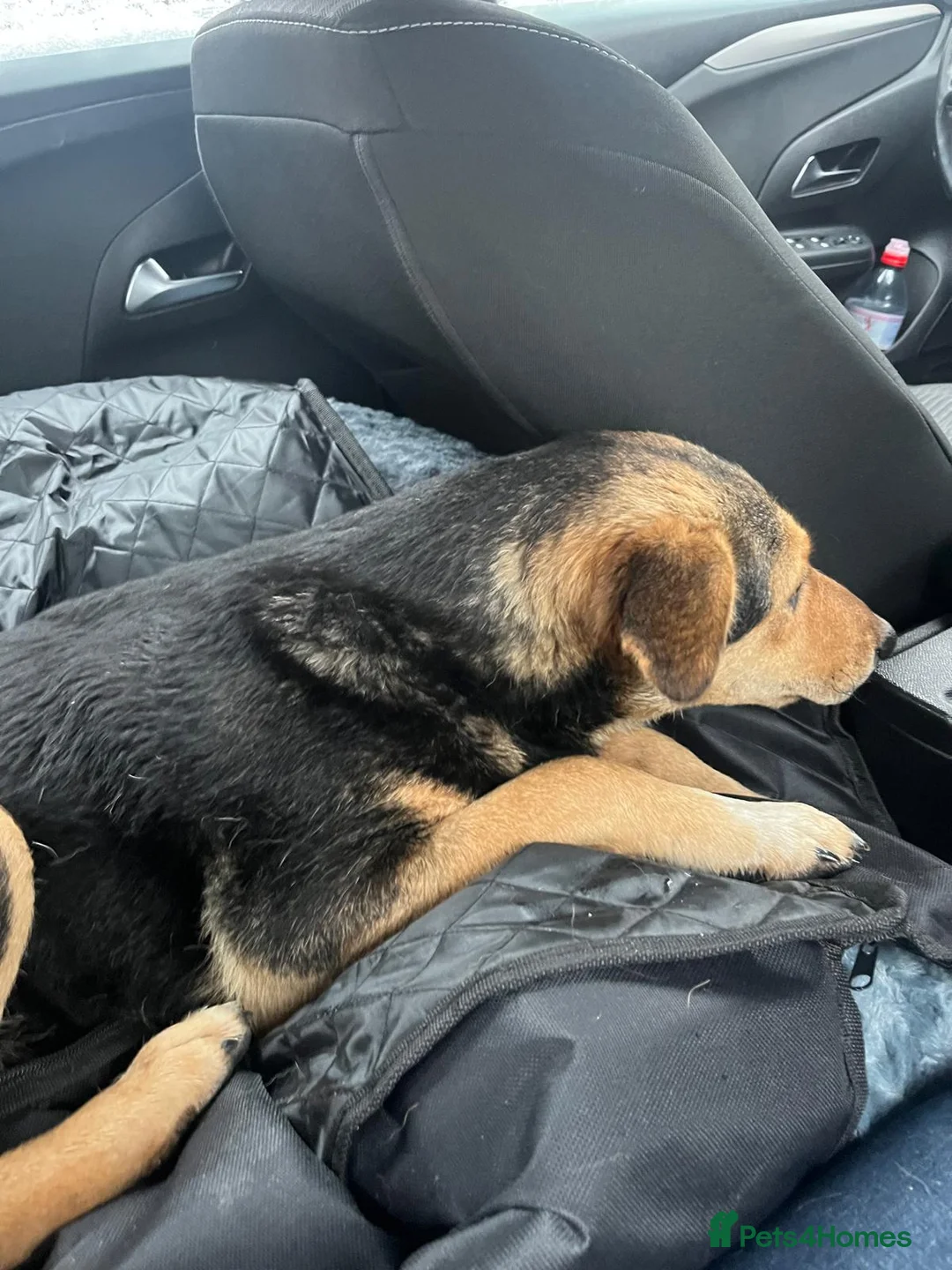 Mixed Breed dogs for adoption: 🐾 Meet Larisa - a gentle girl for a Loving Home💛 - Advert 17