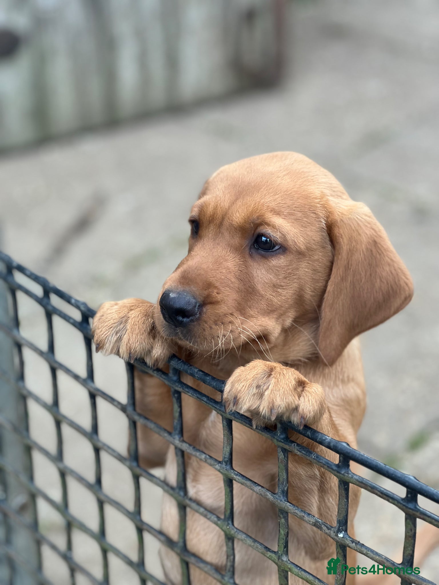 Labrador Retriever dogs for sale: Stunning Fox Red Labrador pups for sale - Advert 5