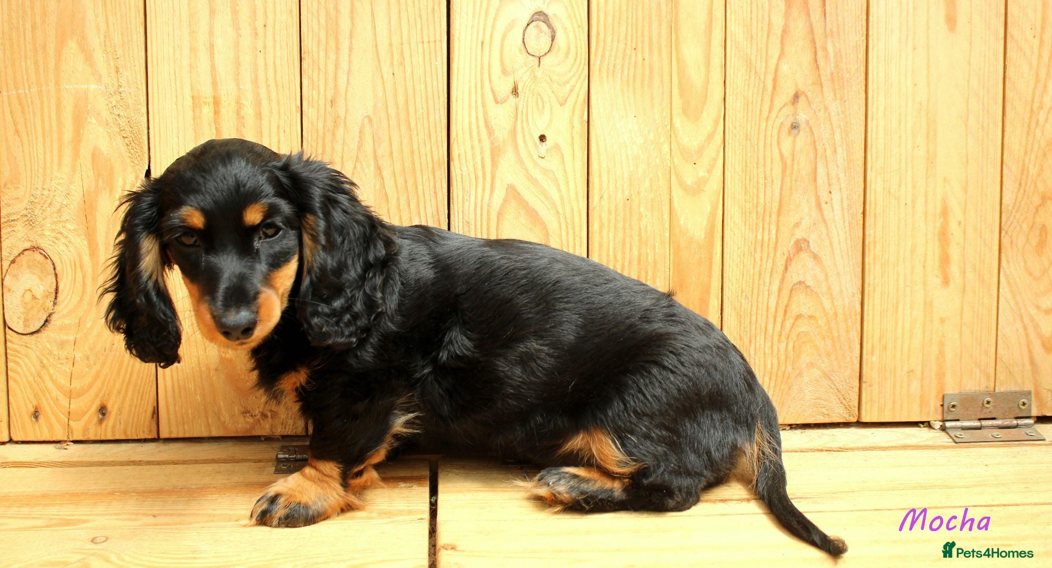Miniature Dachshund dogs 🌟Dapple & Black Tan PRA Clear KC reg – June 26🌟 - Advert 2
