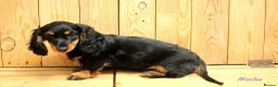 Miniature Dachshund dogs for sale: 🌟Dapple & Black Tan PRA Clear KC reg – June 26🌟 - Advert 3