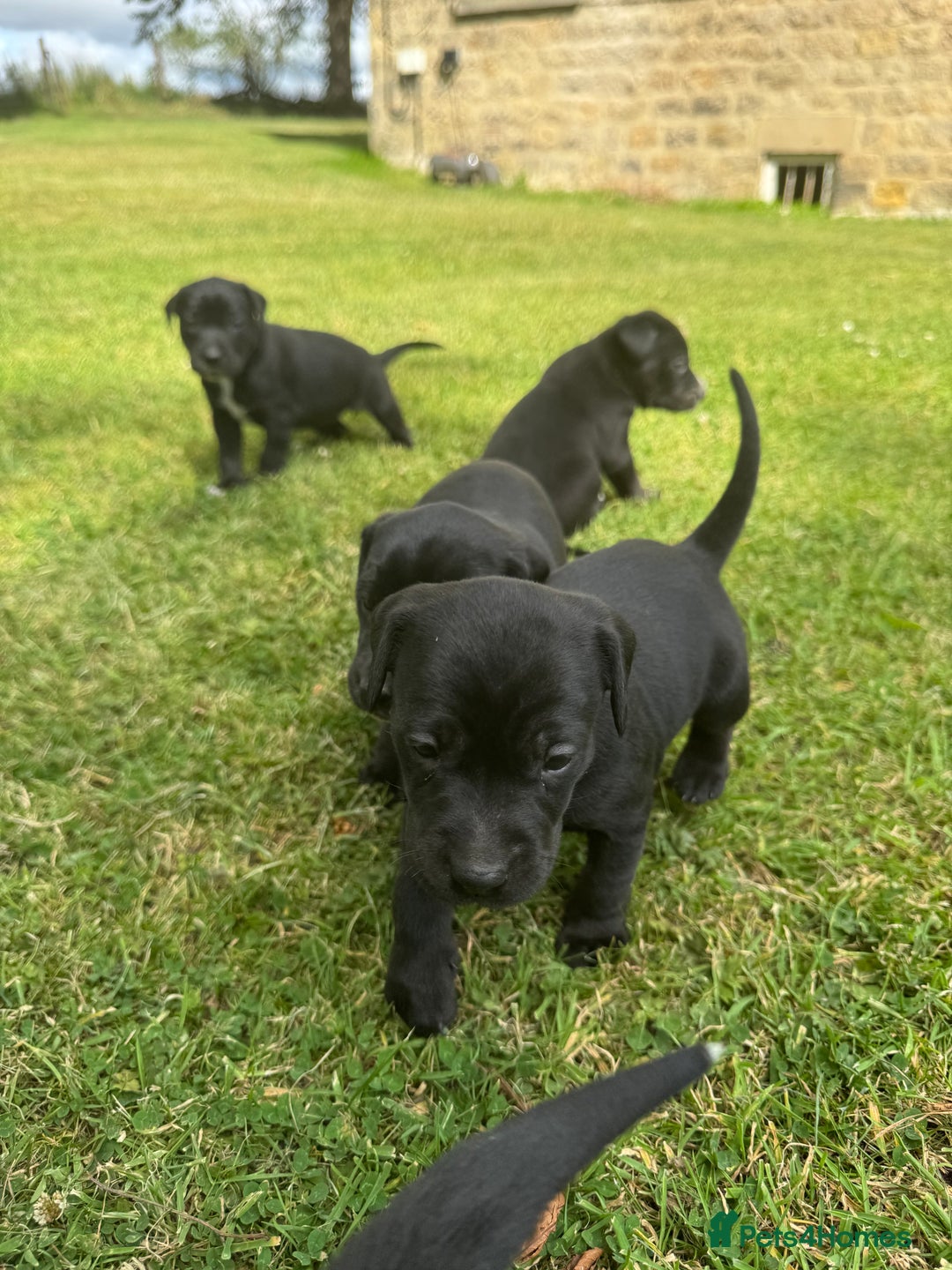 Mixed Breed dogs for sale: Lab x patterdale  - Image 4