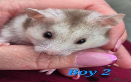 Hamster rodents for sale: Hamsters available - Image 5