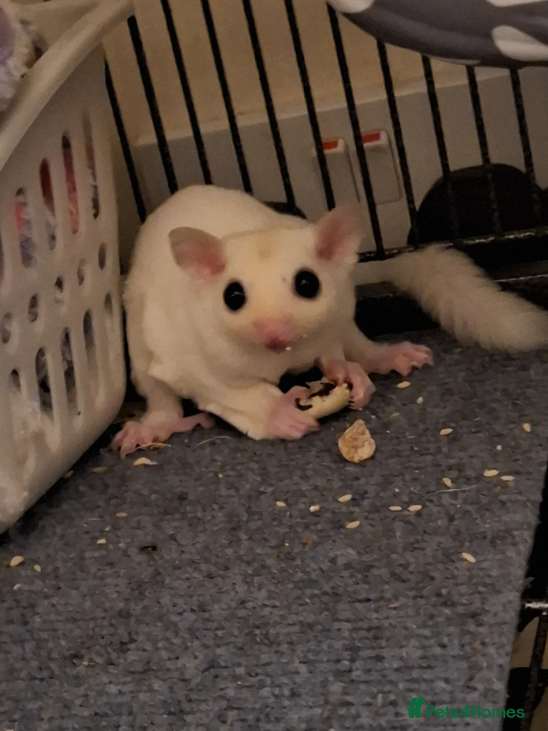 Sugar Glider rodents for sale: Brother and sister sugar glider pair  in Gloucester - Advert 1