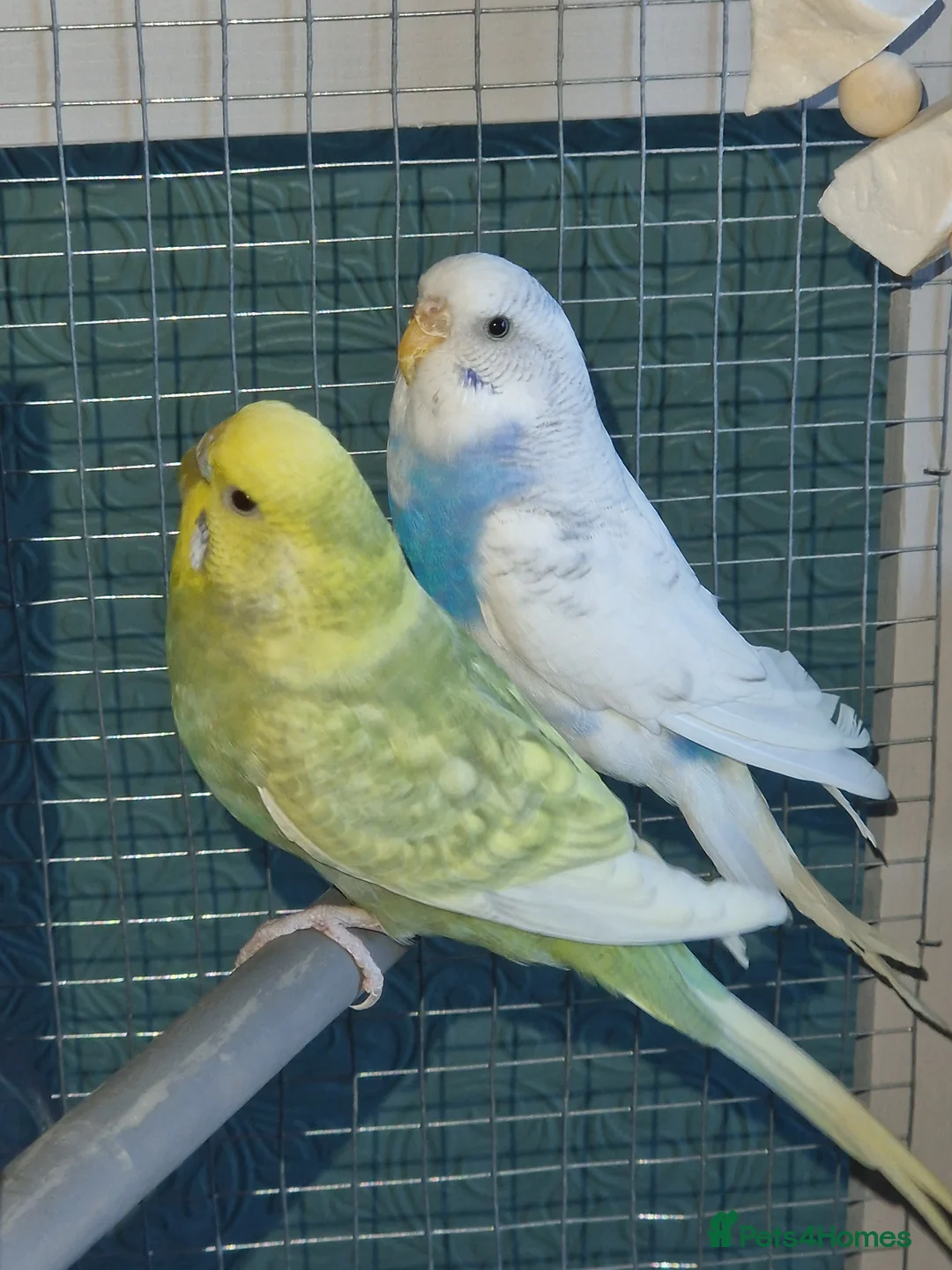 Budgerigars birds for sale: 2 female budgies & cage - Advert 2