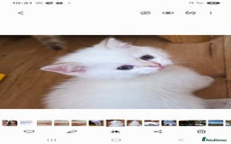 British Shorthair cats for sale: 1 TICA REG BSH GOLDEN COLOURPOINT POINT  - Image 1