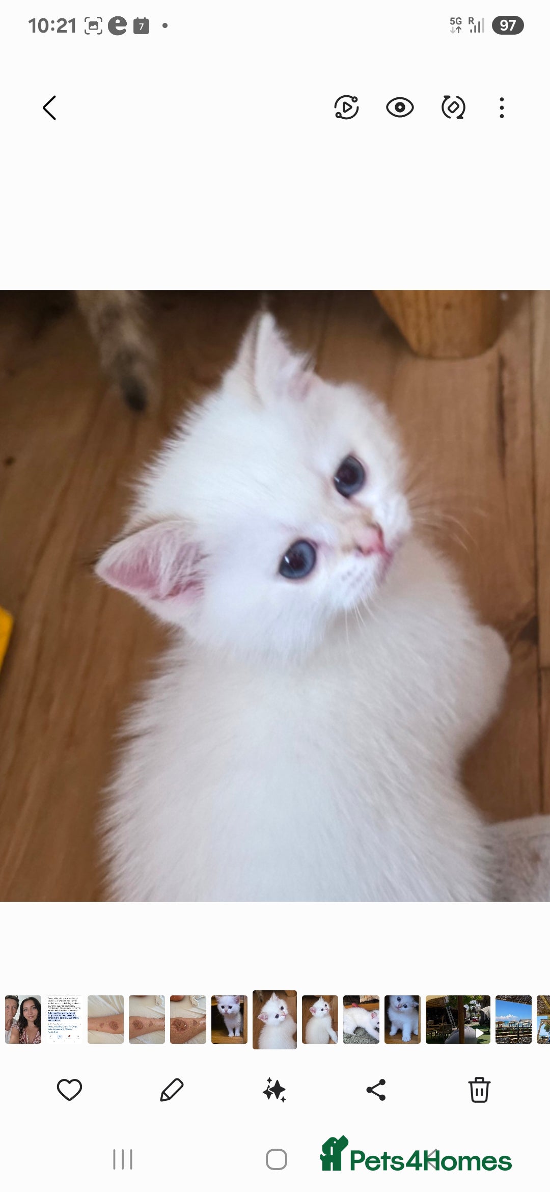 British Shorthair cats for sale: 1 TICA REG BSH GOLDEN COLOURPOINT POINT  - Image 1