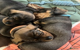 Dachshund dogs for sale: Wire haired Dachshund Teckel Puppies - Advert 4