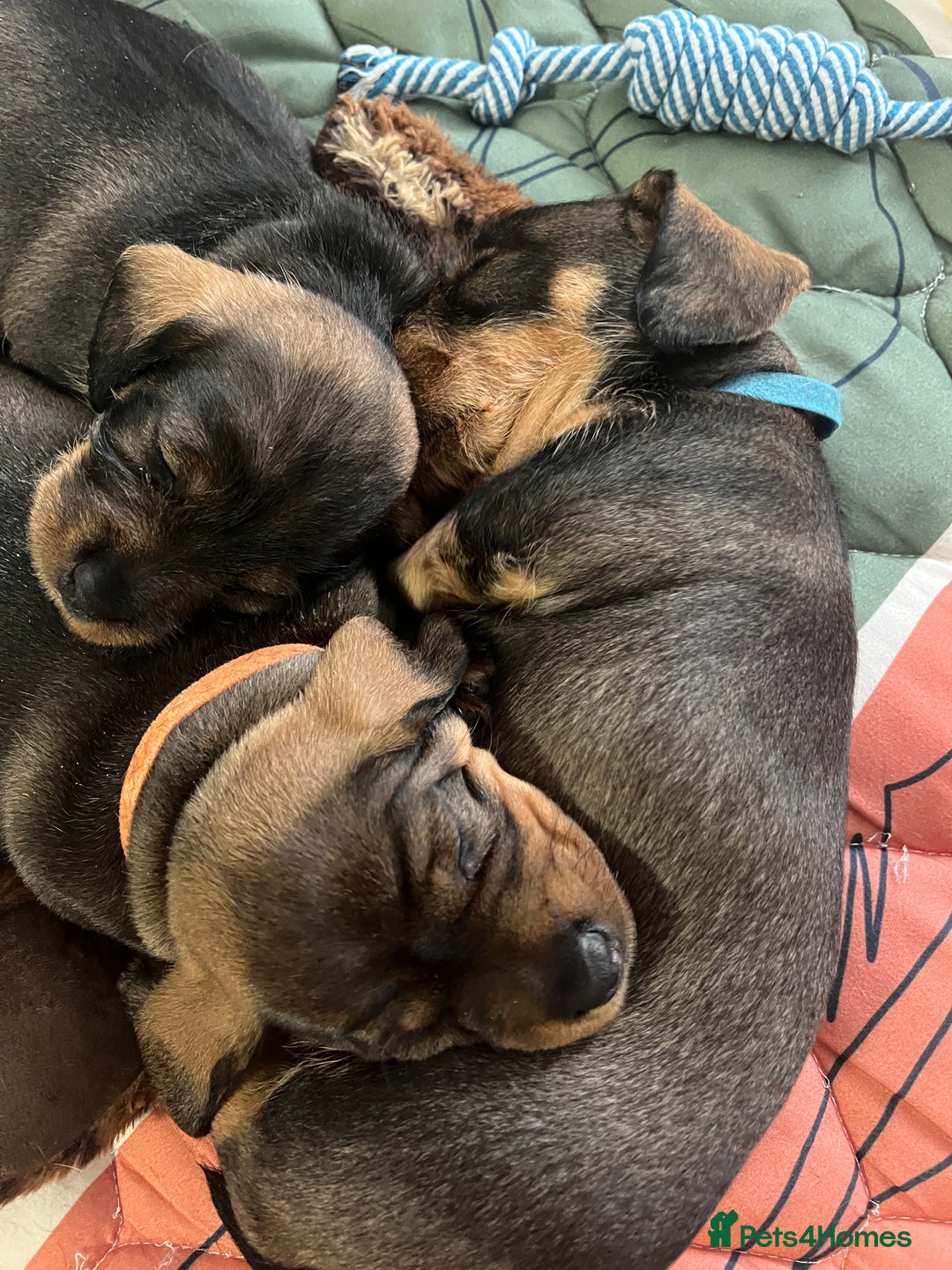 Dachshund dogs for sale: Wire haired Dachshund Teckel Puppies - Advert 4