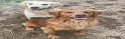 Golden Retriever dogs for sale: Waiting list open  - Advert 10