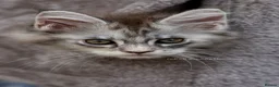 Maine Coon cats for sale: READY NOW GCCF Registered Maine Coon Kittens - Advert 20