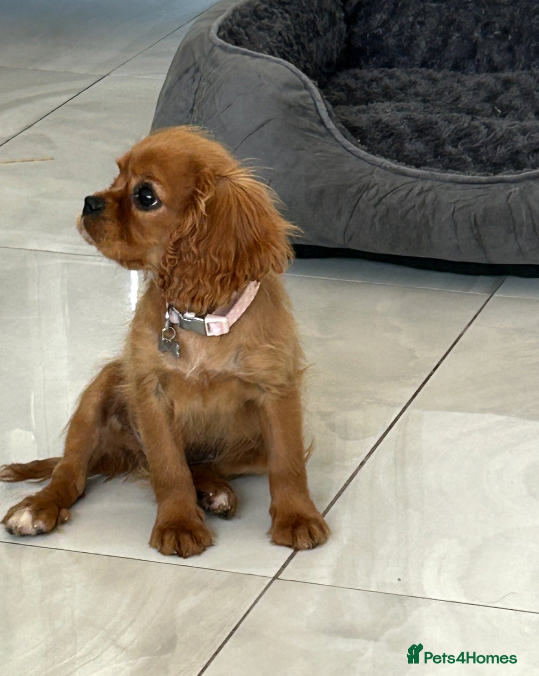 Cavalier King Charles Spaniel dogs for sale: Beautiful cavaliers fully health, and heart tested - Image 2