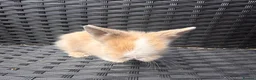 Lionhead rabbits for sale: 2 female lion head  baby bunnies for sale  in Whitchurch - Advert 3