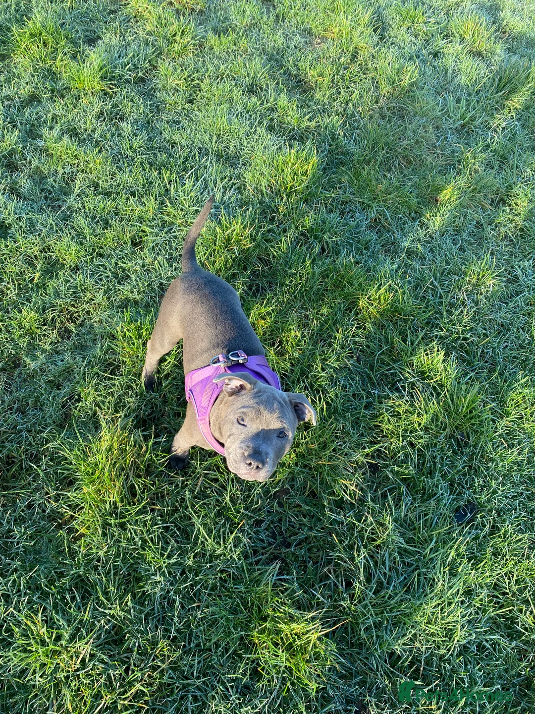 Staffordshire Bull Terrier dogs for sale: 🏆 CHAMPION BLUE BITCH READY TO LEAVE 🏆 - Advert 20