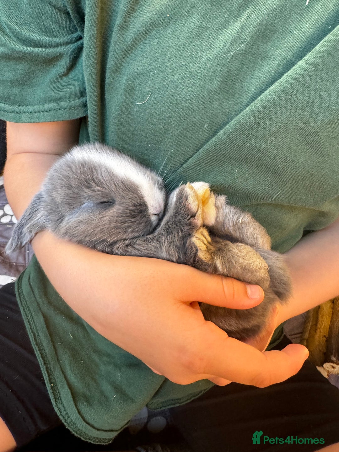 French Lop rabbits for sale: 🩵Stunning litter pure bred blue eye French lops🩵 - Image 1