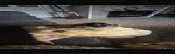 Labrador Retriever dogs for sale: Golden labrador  - Advert 7