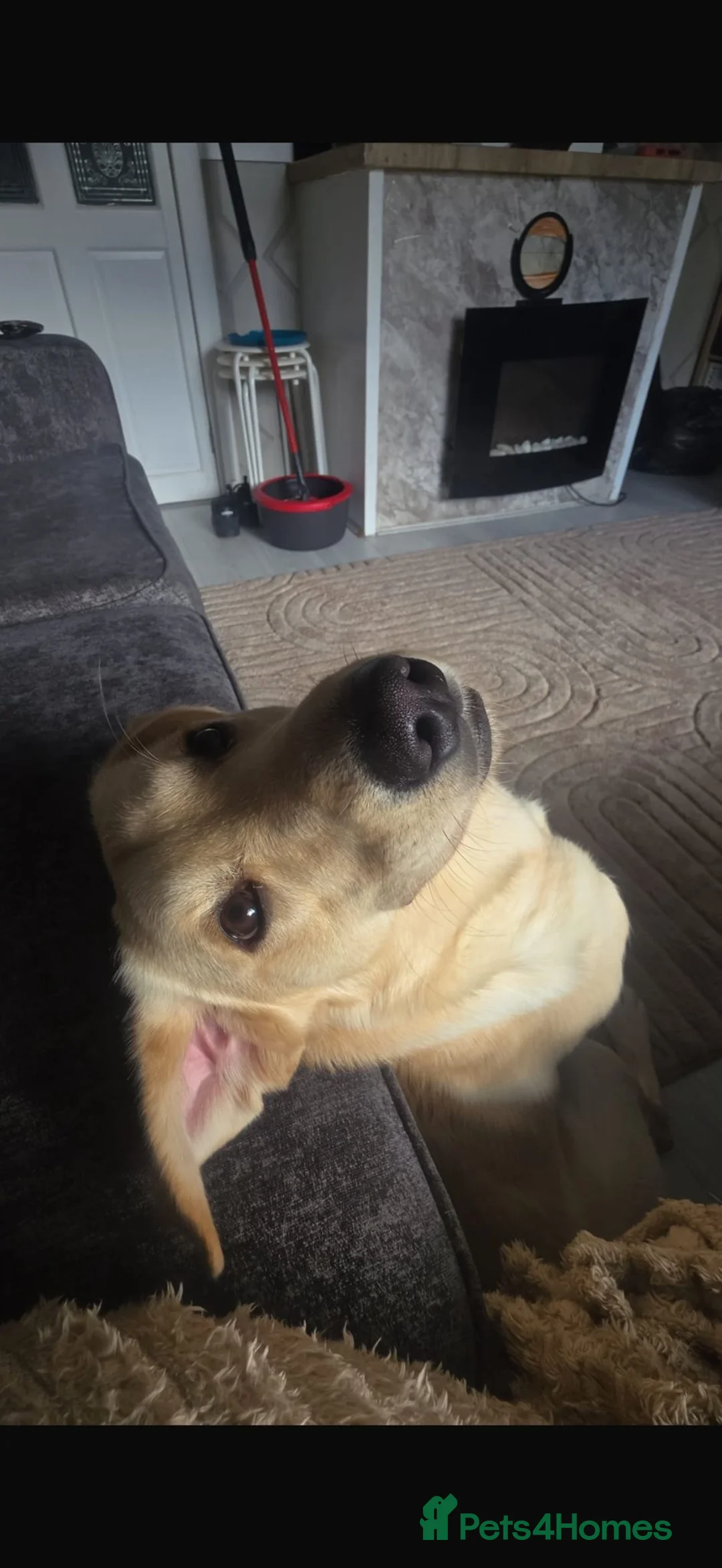 Labrador Retriever dogs for sale: Golden labrador  - Advert 7