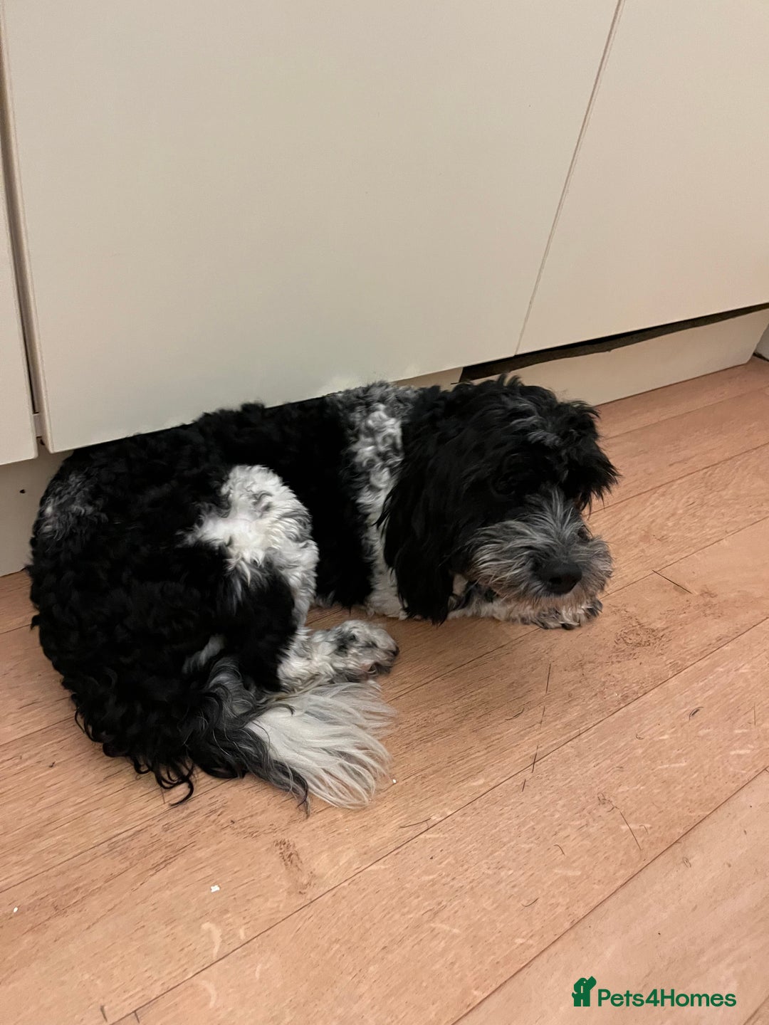 Cockapoo dogs for sale: 2year old cockerpoo boy - Advert 14