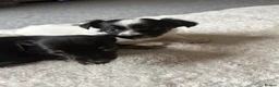 Jack Chi dogs for sale: Tiny fluffy chihuahua x jack Russell puppies  - Advert 9