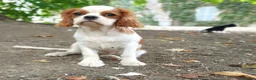 Cavalier King Charles Spaniel dogs for sale: Cavalier King Charles puppies  in West Byfleet - Advert 6