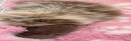 Pomeranian dogs for sale: BEAUTIFUL TINY TEDDY BEAR FACES POMERANIAN PUPPYS  in Airdrie - Advert 12