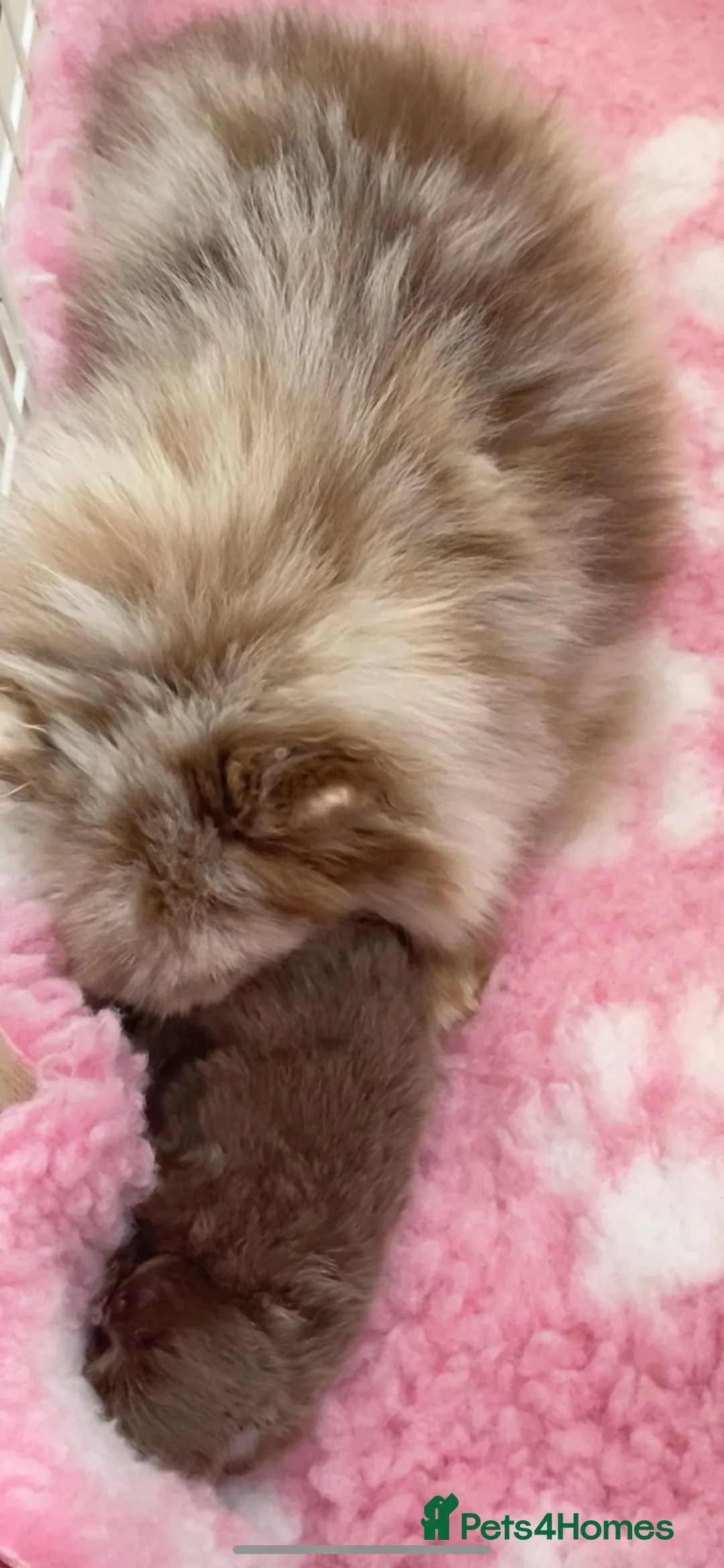Pomeranian dogs for sale: BEAUTIFUL TINY TEDDY BEAR FACES POMERANIAN PUPPYS  in Airdrie - Advert 12
