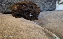 Cockapoo dogs for sale: Stunning f1 cockapoo puppys  - Image 7