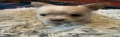 Chihuahua 1
