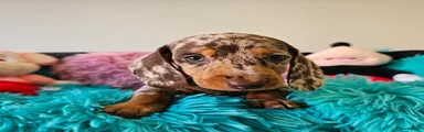 Dachshund Puppy 3