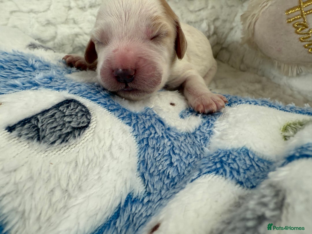 Cockapoo dogs for sale: Ready Dec 20th. Fully dna & health tested clear - Image 8