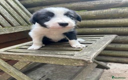 Mixed Breed dogs for sale: Border collie cross/bearded collie puppies  - Image 21