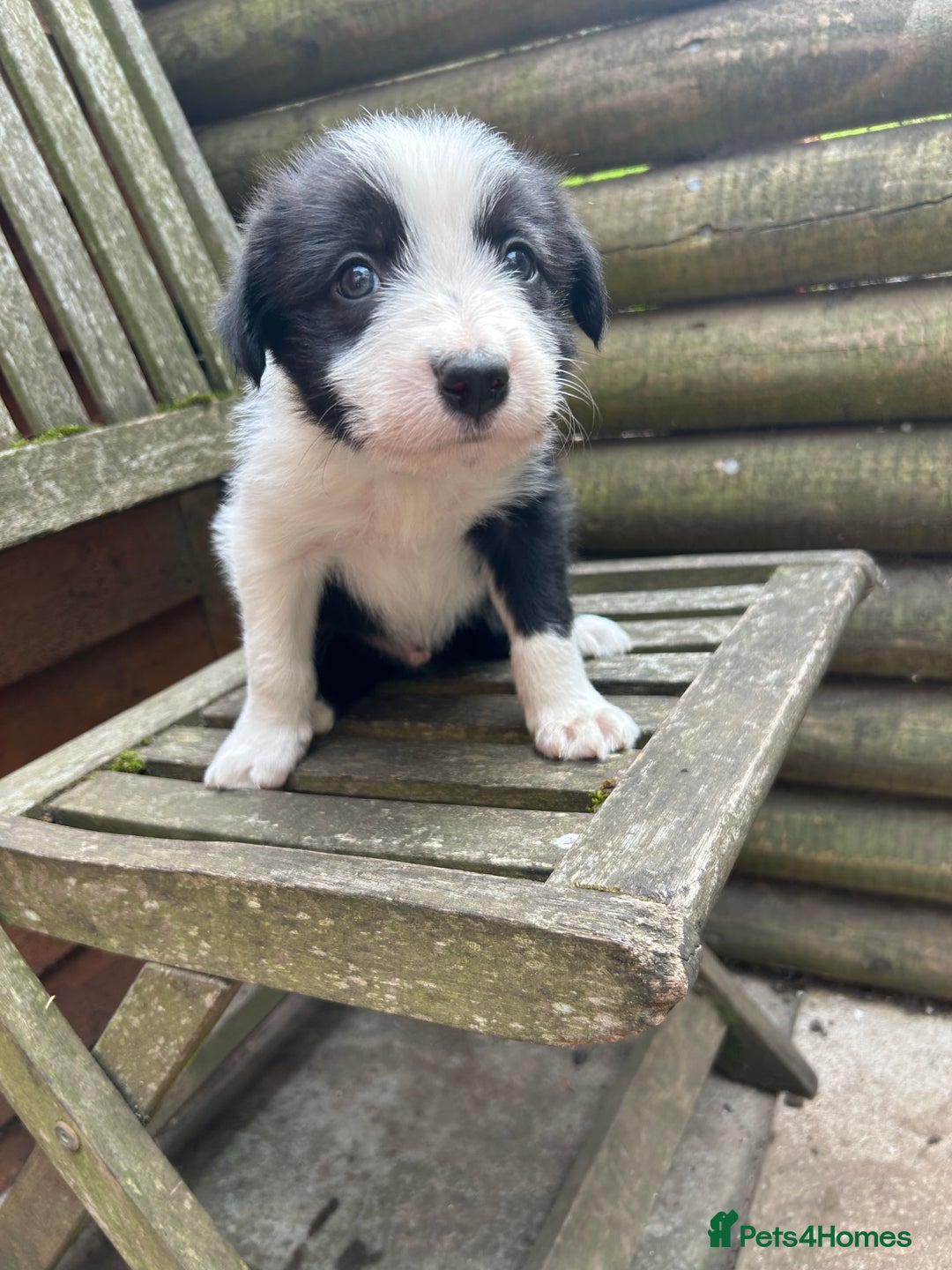 Mixed Breed dogs for sale: Border collie cross/bearded collie puppies  - Image 21