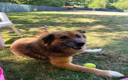 Mixed Breed dogs for adoption: BENNY - a loyal and gentle boy for a Loving Home - Image 31