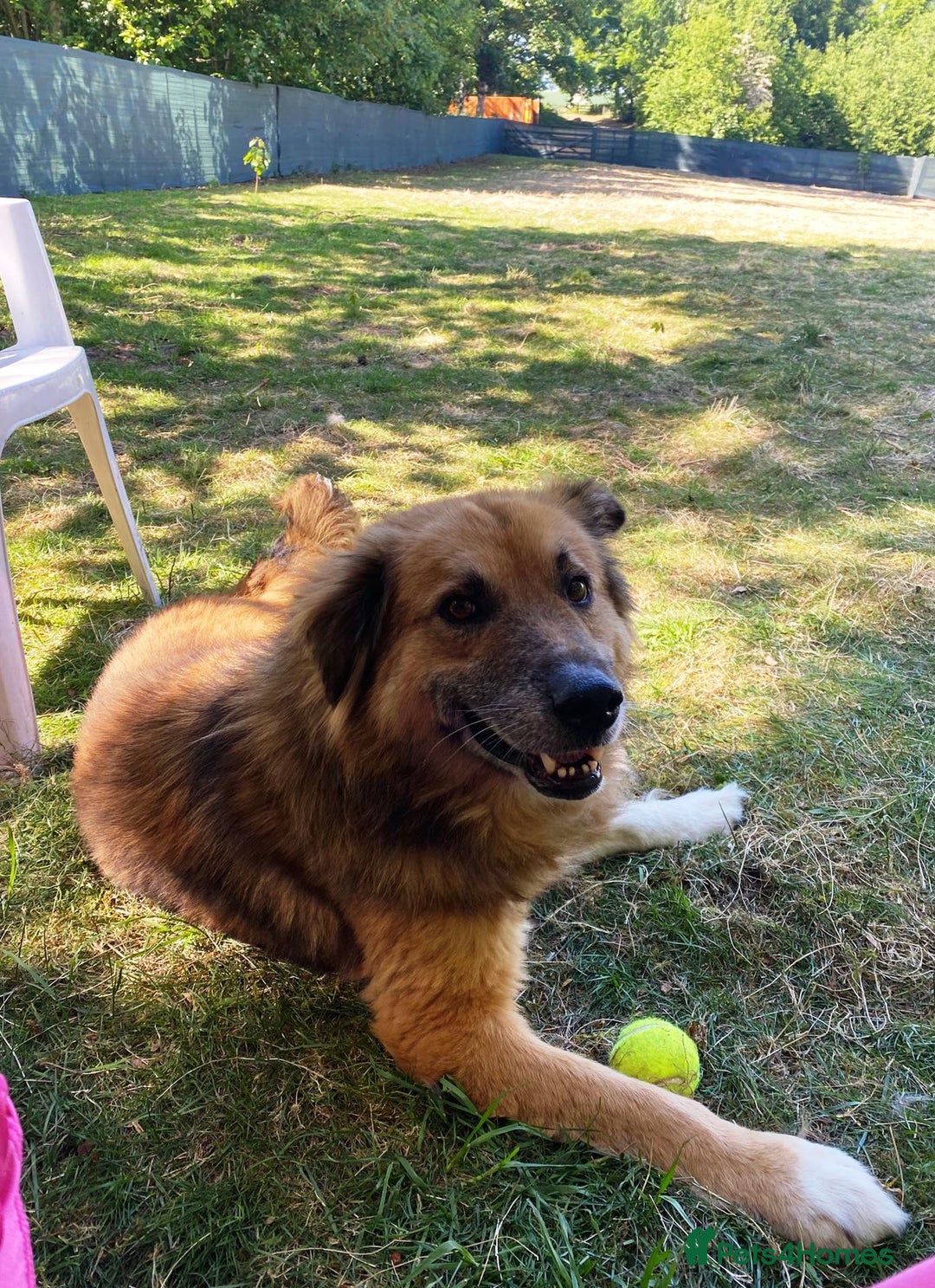 Mixed Breed dogs for adoption: BENNY - a loyal and gentle boy for a Loving Home - Image 31