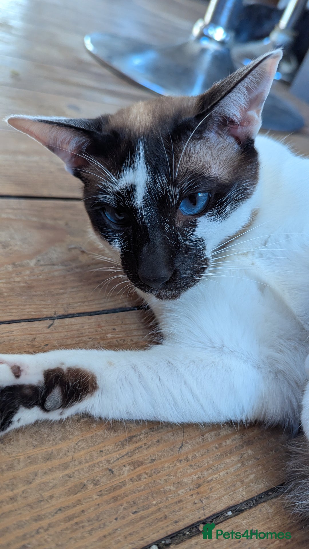 Oriental cats for sale: Blue Eyed Millie 3yr Old Oriental Shorthair Girl - Advert 16