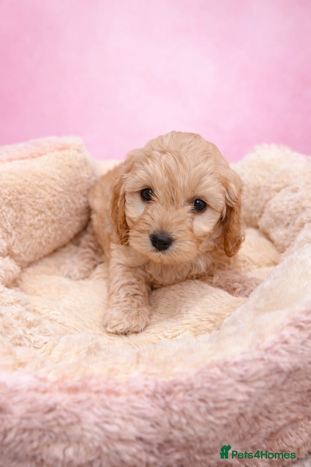 Cockapoo dogs for sale: Stunning litter of show cockapoos puppies  - Advert 1
