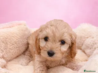 Cockapoo dogs Stunning litter of show cockapoos puppies - Advert 1