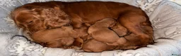 Cocker Spaniel dogs for sale: Cocker Spaniel puppies  - Advert 8