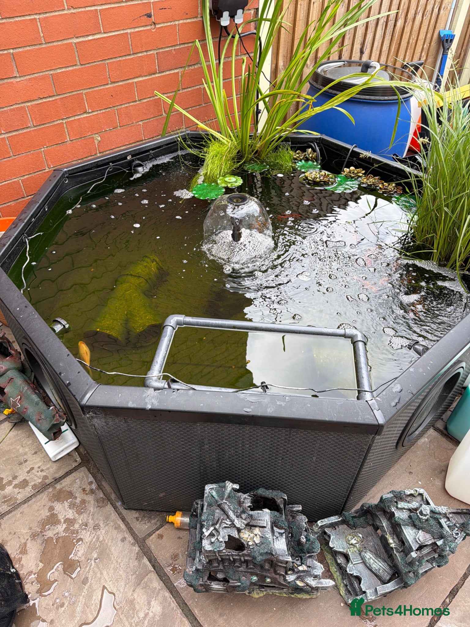 Pond Fish fish Full Pond Setup, Koi, Comets - Advert 2