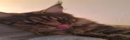 Maine Coon cats for sale: Maine Coon Kittens for Sale - Advert 19