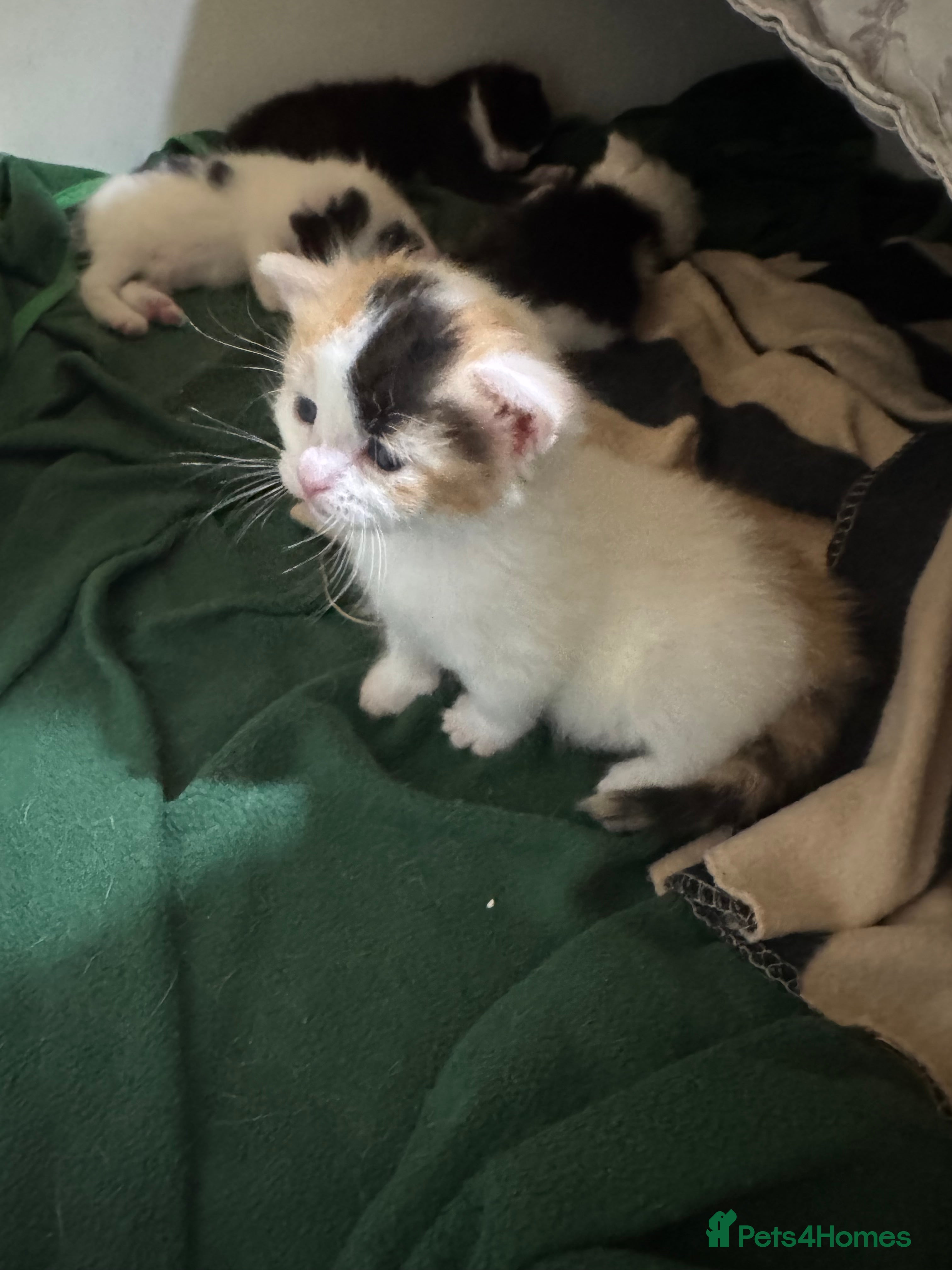 Mixed Breed cats Cute 4 kittens looking for loving home ready 18/1 - Advert 3