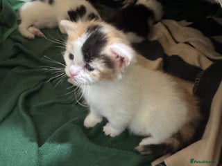 Mixed Breed cats Cute 4 kittens looking for loving home ready 18/1 - Advert 1
