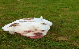 American Bulldog dogs for sale: GEM America's bull dog  - Image 1