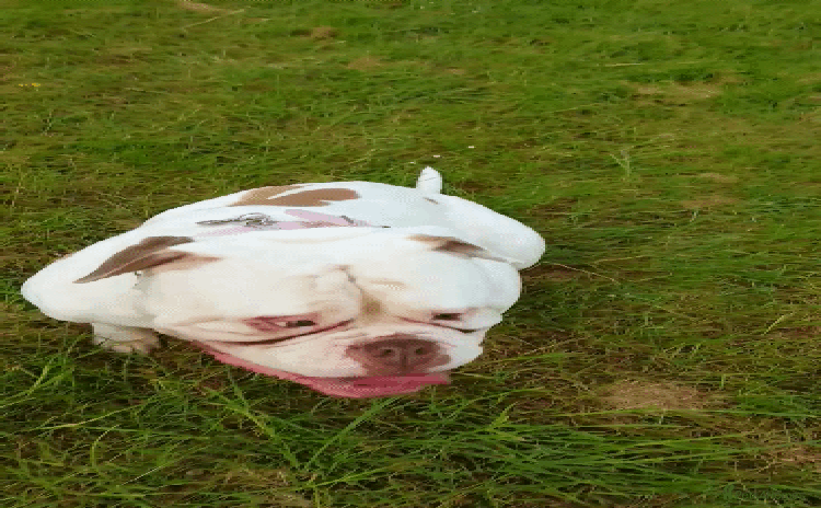 American Bulldog dogs - Advert 1