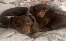 Miniature Dachshund dogs for sale: Chocolate and tan miniature Dachshund  - Advert 4