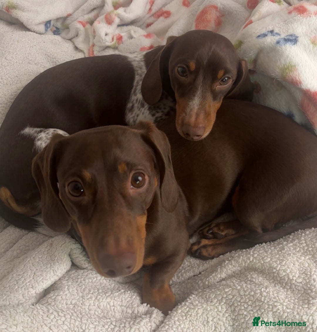 Miniature Dachshund dogs for sale: Chocolate and tan miniature Dachshund  - Advert 4